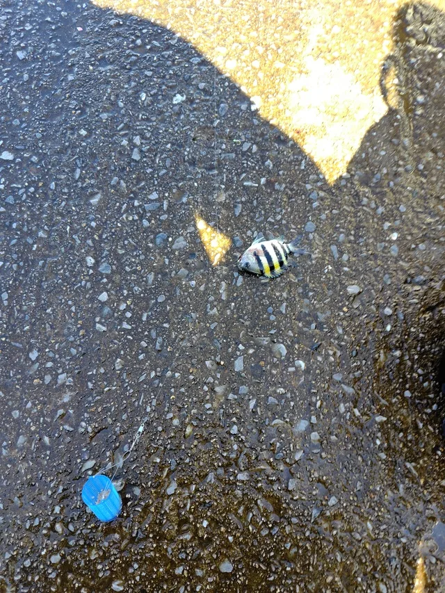 小石の多い地面に、黒い縞模様の小さな魚と青い容器が見える。