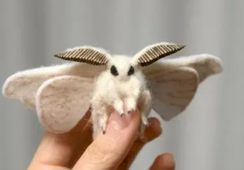 指先にとまった、白くふわふわした蛾