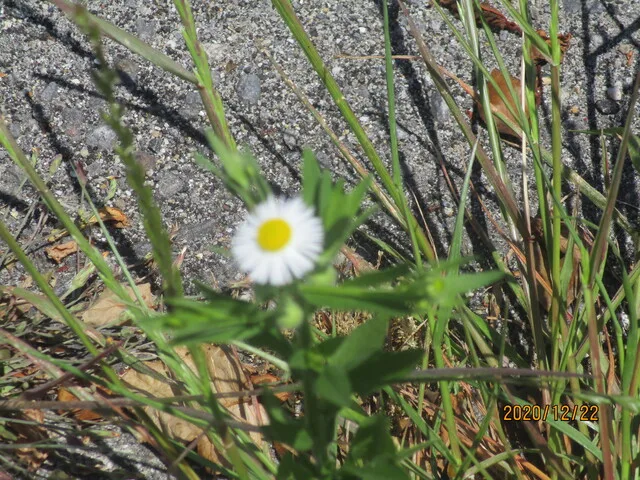 岩場の草むらに咲く、黄色い中心の白い花。
