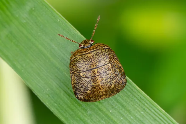 緑の葉にとまる斑点模様の昆虫