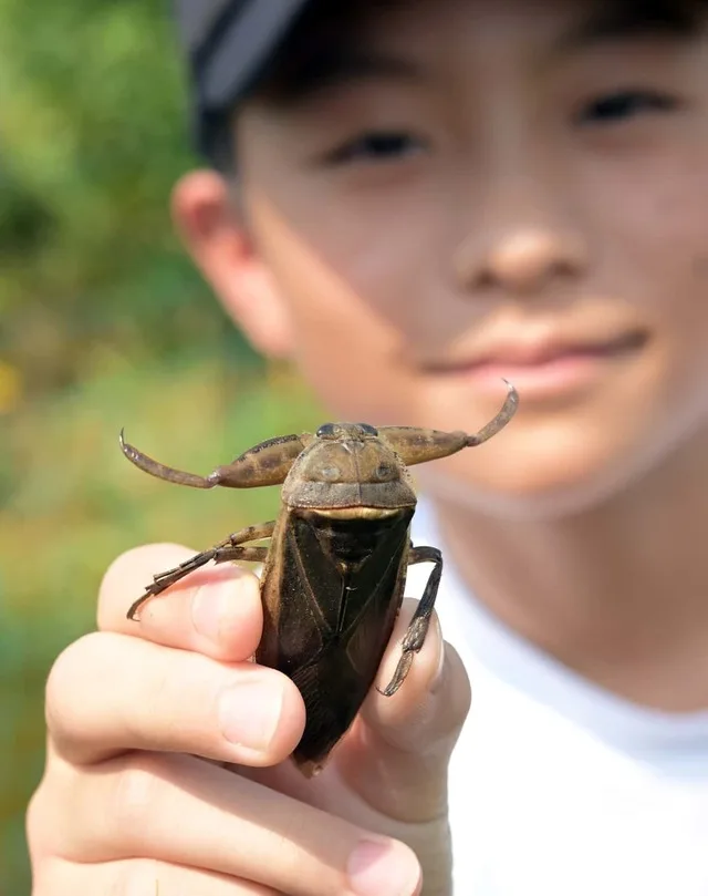 子どもが大きな水生昆虫を手に持っている